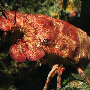 Aesop slipper lobster, February 2016