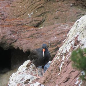 Black Oystercatcher - Sea Bird Colony 031215