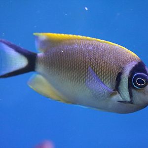 Japanese swallow, February 2016