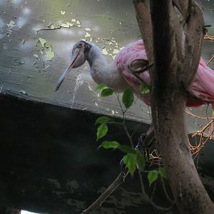 Roseate Spoonbill - Aquatic Birds House 031215