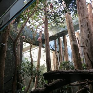 Roseate Spoonbills - Aquatic Birds House 031215