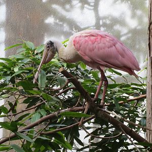 Roseate Spoonbill - Aquatic Birds House 031215