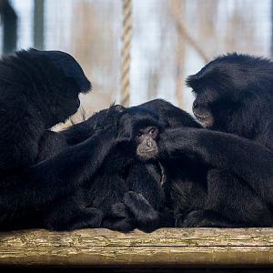 Siamang : Twycross : 22 Oct 2015