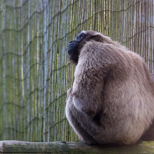 Agile gibbon : Twycross : 22 Oct 2015