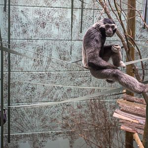 Pileated gibbon : Twycross : 26 Feb 2016