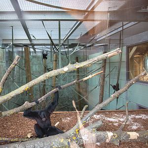 Siamang : Twycross : 26 Feb 2016
