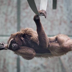 Agile gibbon : Twycross : 26 Feb 2016