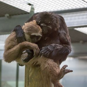 Agile gibbon : Twycross : 26 Feb 2016