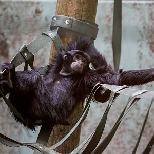 Siamang : Twycross : 26 Feb 2016