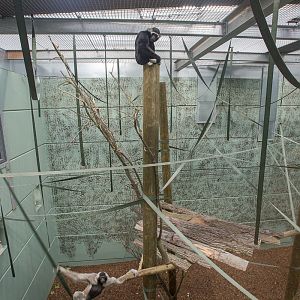Pileated gibbon : Twycross : 26 Feb 2016