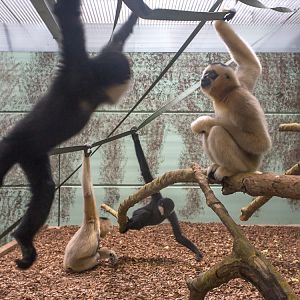 Northern white-cheeked gibbon : Twycross : 26 Feb 2016