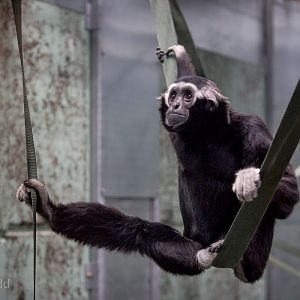 Pileated gibbon : Twycross : 26 Feb 2016