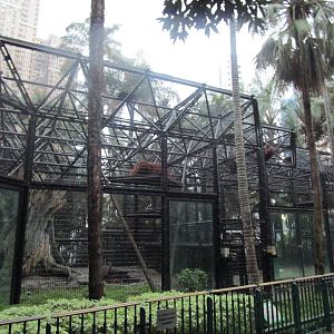 Oangutan Enclosure