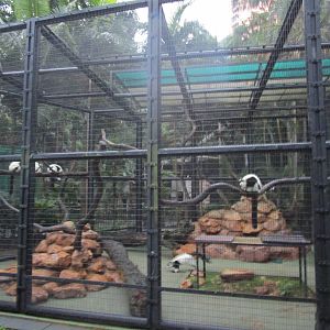 Black and White Ruffed Lemur Enclosure