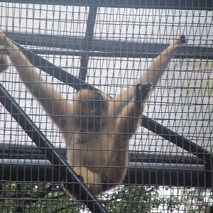 Buff-cheeked Gibbon