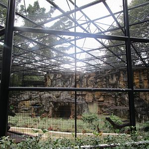 Ring-tailed Lemur Enclosure