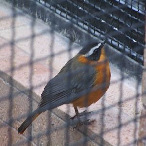 White Browed Robin Chat