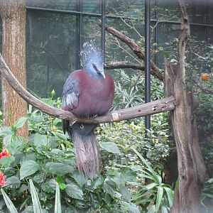 Victoria Crowned Pigeon