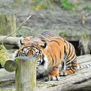 Female Sumatran tiger