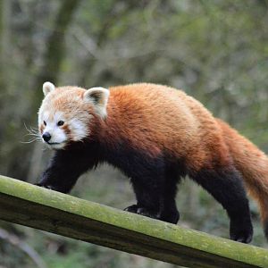 Red panda