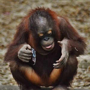 Young female Bornean orangutan