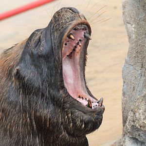 Patagonian sea lion bull