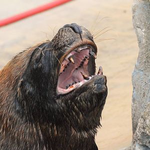 Patagonian sea lion bull