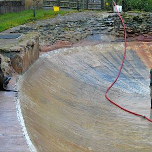 Patagonian sea lion bull