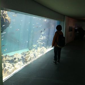 Reef tank - Tokyo Sea Life Park, February 2016