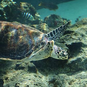Hawksbill turtle - Tokyo Sea Life Park, February 2016