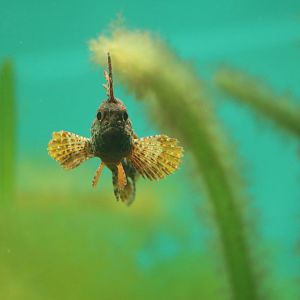 Racehorse / redfin velvetfish- Tokyo Sea Life Park, February 2016