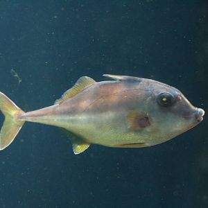 Short-nosed tripodfish - Tokyo Sea Life Park, February 2016