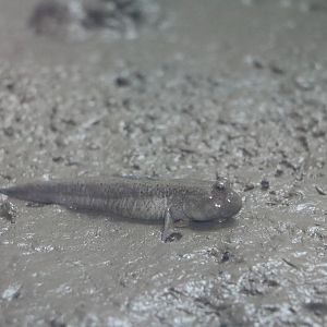 Shuttles hoppfish- Tokyo Sea Life Park, February 2016