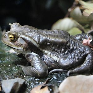 Eastern Japanese common toad - Tokyo Sea Life Park, February 2016