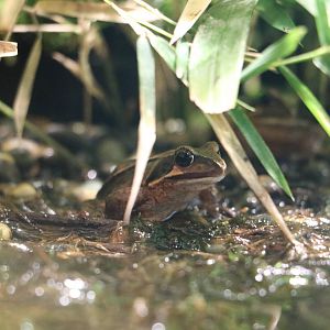 Japanese brown frog - Tokyo Sea Life Park, February 2016