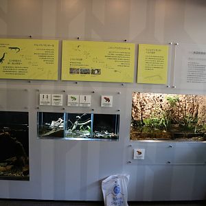 Amphibian vivaria - Tokyo Sea Life Park, February 2016