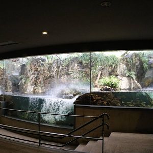Stream exhibit - Tokyo Sea Life Park, February 2016