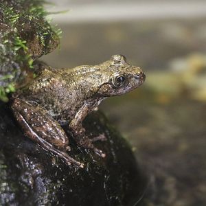 Kajika frog - Tokyo Sea Life Park, February 2016