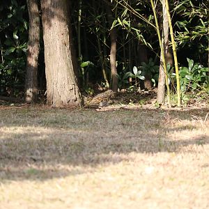 Zoothera sp. (wild) - Tokyo Sea Life Park, February 2016