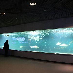 Shark tank - Tokyo Sea Life Park, February 2016