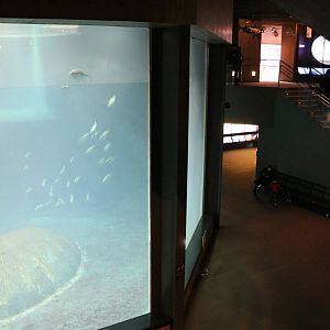 Tuna tank viewing window - Tokyo Sea Life Park, February 2016
