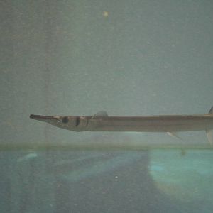 Flat needlefish - Tokyo Sea Life Park, February 2016