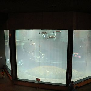 Tuna viewing windows - Tokyo Sea Life Park, February 2016