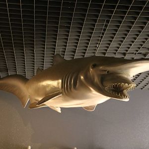 Goblin shark model - Tokyo Sea Life Park, February 2016