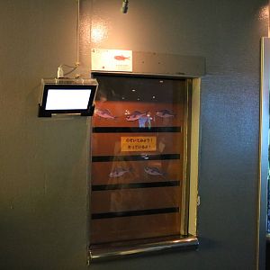 Flashlightfish tank - Tokyo Sea Life Park, February 2016