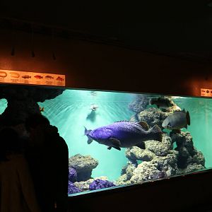 Large reef fish tank - Tokyo Sea Life Park, February 2016