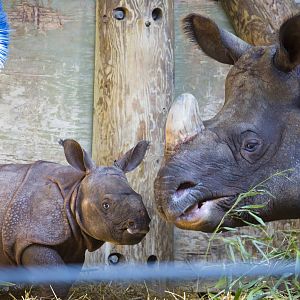 Rhino Calf