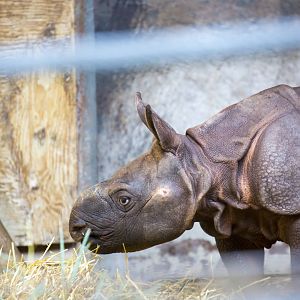 Rhino Calf