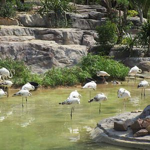 Vinpearl Safari - Flamingos