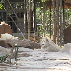 Vinpearl Safari - White Lion